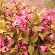 Саджанець Вейгела капучіно в контейнері