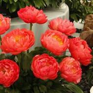 Саджанець Півонія Корал Сансет в контейнері