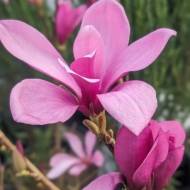 Саджанець Магнолія Анн в контейнері