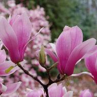 Саджанець Магнолія Вербаніка в контейнері