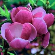 Саджанець Магнолія Вербаніка в контейнері