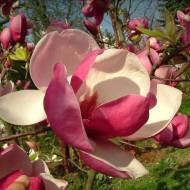 Саджанець Магнолія Рустіка Рубра в контейнері