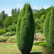 Саджанець Ялівець Хіберніка в контейнері