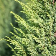 Саджанець Ялівець Хіберніка в контейнері