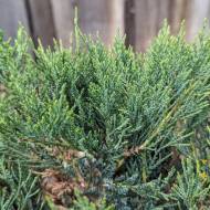 Саджанець Ялівець Блю Данубе в контейнері