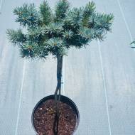 Саджанець Ялина Олденбург (щеплена) в контейнері