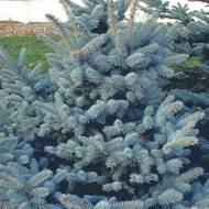 Саджанець Ялина Олденбург (щеплена) в контейнері