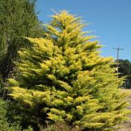 Саджанець Кипарисовик Лейланда Голд Рідер в контейнері