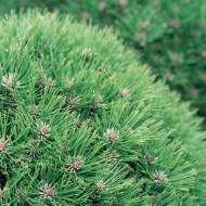 Саджанець Сосна Марія Брегон (щеплена) в контейнері