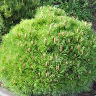 Саджанець Сосна Марія Брегон (щеплена) в контейнері