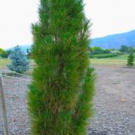 Саджанець Сосна Грін Тауер (щеплена) в контейнері