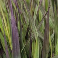 Саженец Андропогон Ред Октобр в контейнере