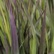 Саженец Андропогон Ред Октобр в контейнере