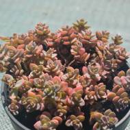 Саженец Очиток Блю Энджел в контейнере