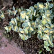 Саженец Очиток Медиоверьегата в контейнере