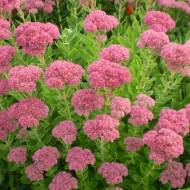 Саженец Очиток Видный в контейнере