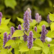 Саженец Лофант анисовый Агастахе Голден Юбилеум в контейнере