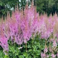 Саженец Астильба Блек Перлс в контейнере