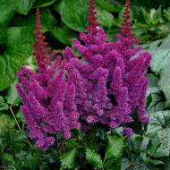 Саженец Астильба Блек Перлс в контейнере