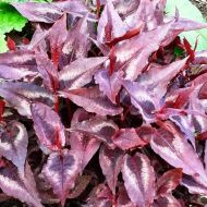 Саженец Горец Ред Драгон в контейнере