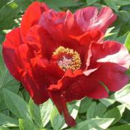 Саженец пион Сонома Вельвет в контейнере