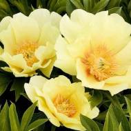 Саженец пион Коинг Бананас в контейнере