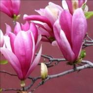 Саженец магнолия Анн в контейнере