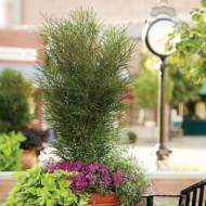 Саженец Крушина ломкая Рон Вильямс в контейнере