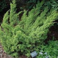 Саженец можжевельник Шимпаку в контейнере