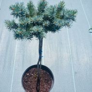 Саженец ель Олденбург (щеплена) в контейнере