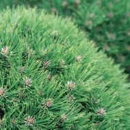 Саженец сосна Мария Брегон (привитая) в контейнере