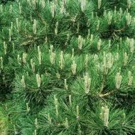 Саженец сосна Хорнибрукиана (привитая) в контейнере