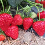 Саджанець Суниця садова Талія в контейнері