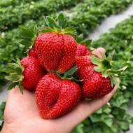 Саджанець Суниця садова Клері в контейнері