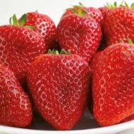 Саджанець Суниця садова Федеріка в контейнері