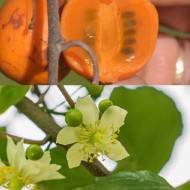 Макросперма комплект, чоловіча та жіноча в контейнері