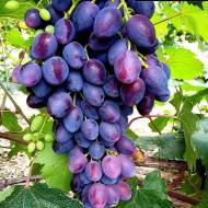 Саджанець Виноград Бравіссімо в контейнері