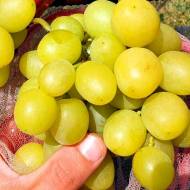 Саджанець Виноград Гулівер в контейнері