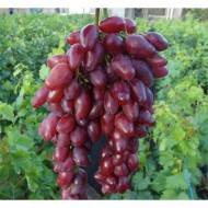 Саджанець Виноград Жар-птиця в контейнері