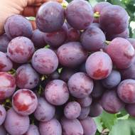 Саджанець Виноград Пам'яті вчителя в контейнері