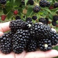 Саджанець Ожина Блек меджік в контейнері