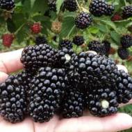 Саджанець Ожина Блек меджік в контейнері