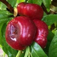 Саджанець Нектарин Донат інжирний в контейнері