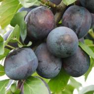 Саджанець Слива Валор в контейнері