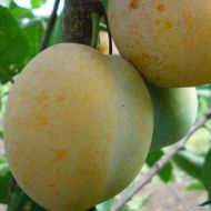 Саджанець Слива Ренклод ранній в контейнері