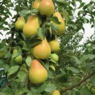 Саджанець Груша Далікор колоновидна в контейнері