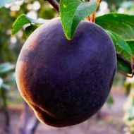 Саджанець Абрикос Чорний бархат в контейнері
