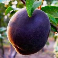 Саджанець Абрикос Чорний бархат в контейнері