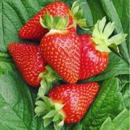 Саженец Клубника садовая Алина в контейнере