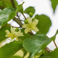 Саженец Актинидия макросперма (муж.) в контейнере